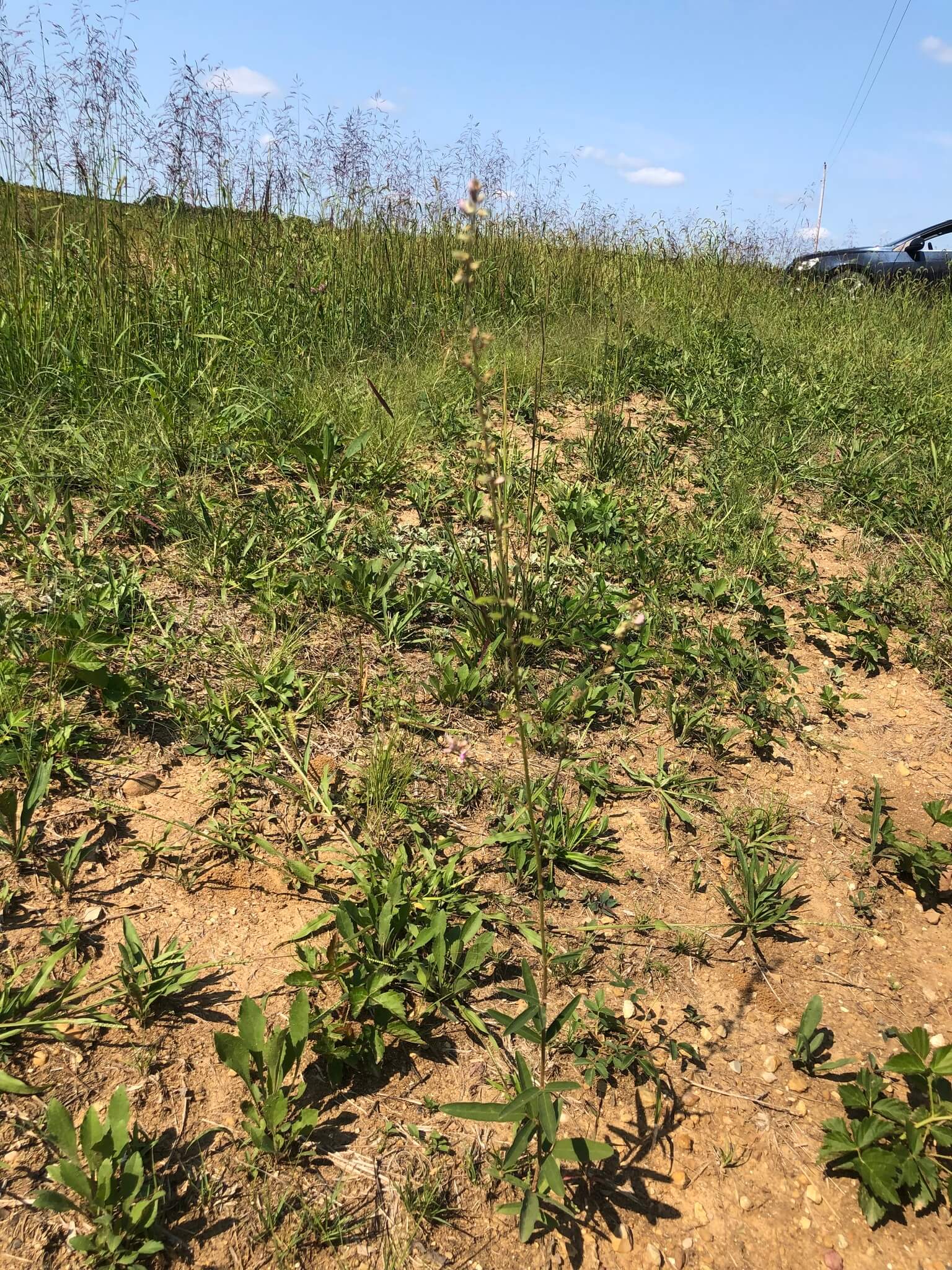 Desmodium cinereum